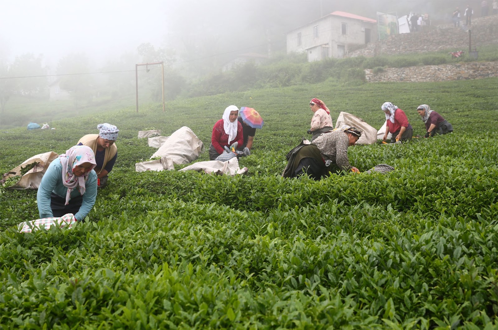 Çay Kültürü- Kimlik, Misafirperverlik ve Toplumsal Etkileşim Sembolü